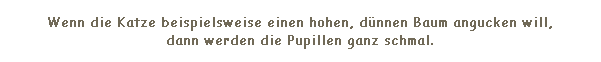 Textfeld: Wenn die Katze beispielsweise einen hohen, dnnen Baum angucken will, 
dann werden die Pupillen ganz schmal.
