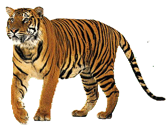 tiger-trans.gif